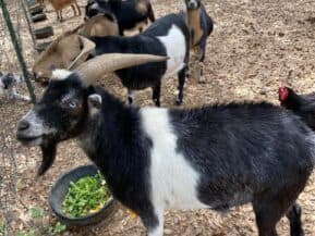 A black and white goat with horns stands in a pen among other goats.