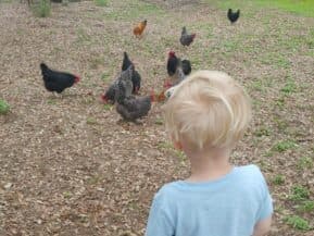 A small child watches a flock of chickens in a grassy area.