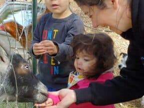 A woman and two young children interact with a goat at a petting farm.