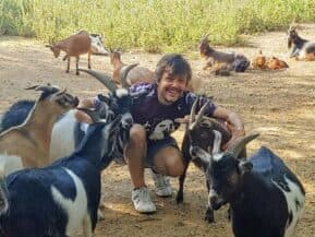A person crouches among friendly goats on a sunny day.