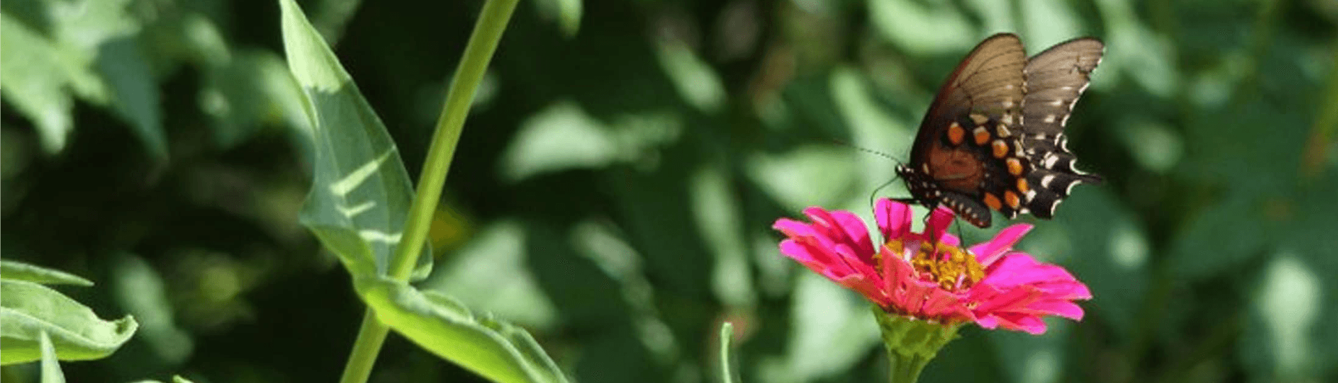 A butterfly perched on a pink flower amid green foliage.
