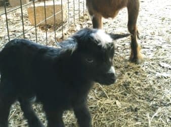 baby goat