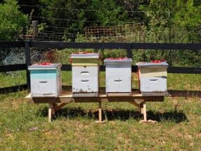 Four bee hives arranged on a wooden stand in a grassy area near a black fence.