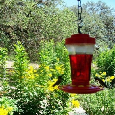 A red hummingbird feeder hangs amid vibrant green foliage and yellow flowers.