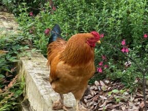 A brown rooster stands on a stone ledge surrounded by green plants and pink flowers.