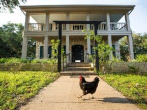 A chicken walks along a pathway in front of a large, two-story house.