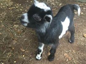 baby goat